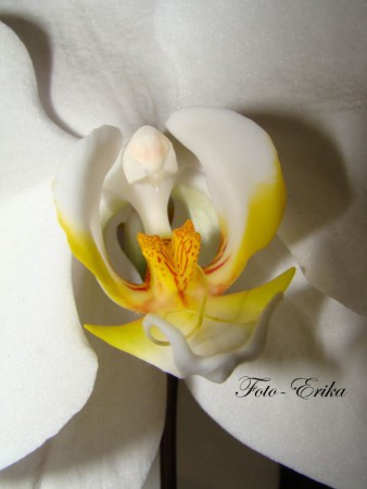 Orchidea biela 1